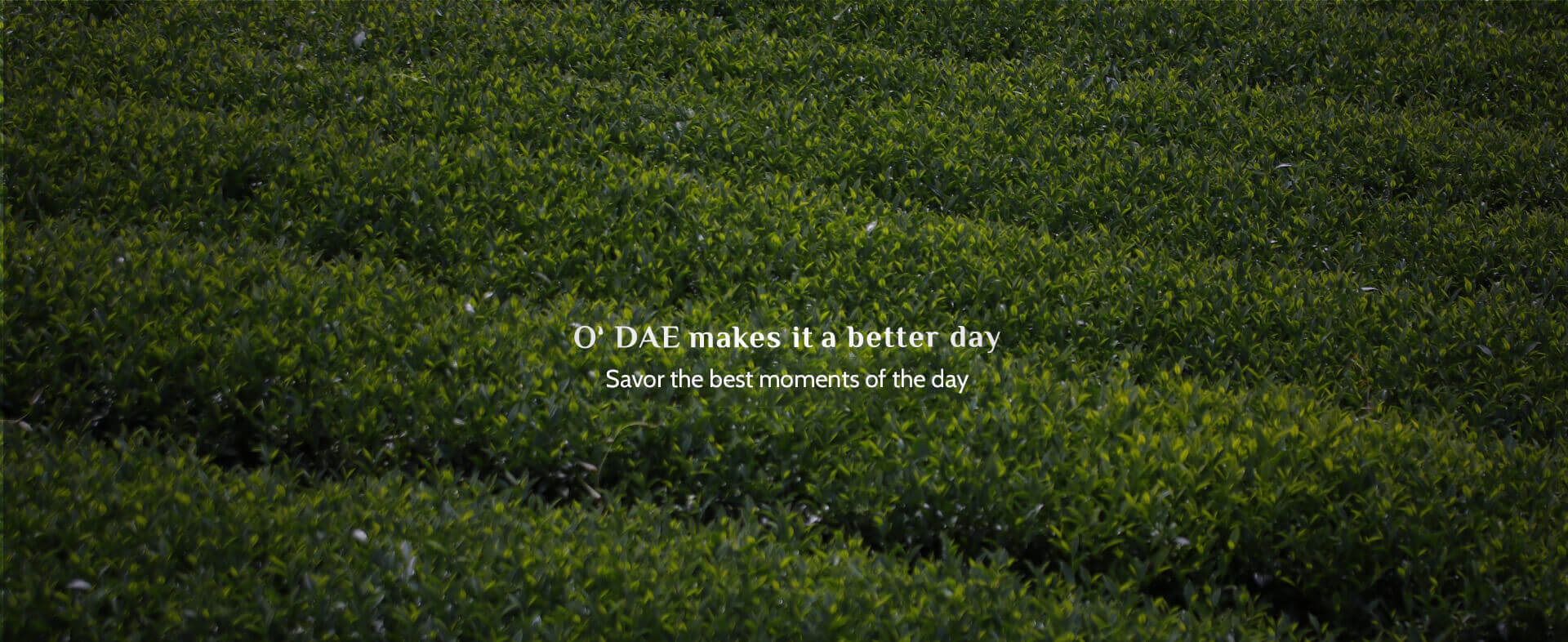 banner.jpg banner.jpg